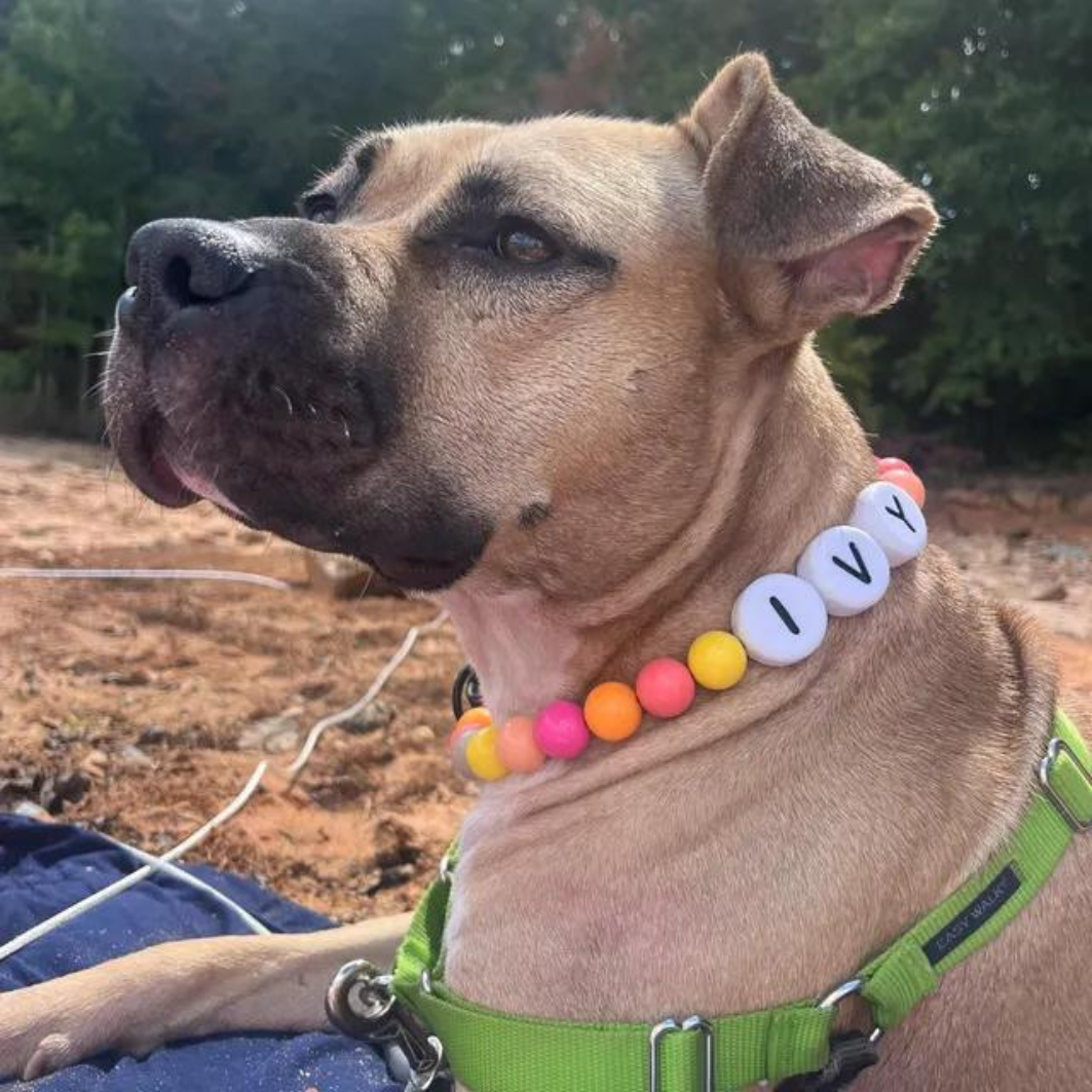 Furiend™ BFF Dog Collar + Free Matching Bracelet - 4th Of July Edition