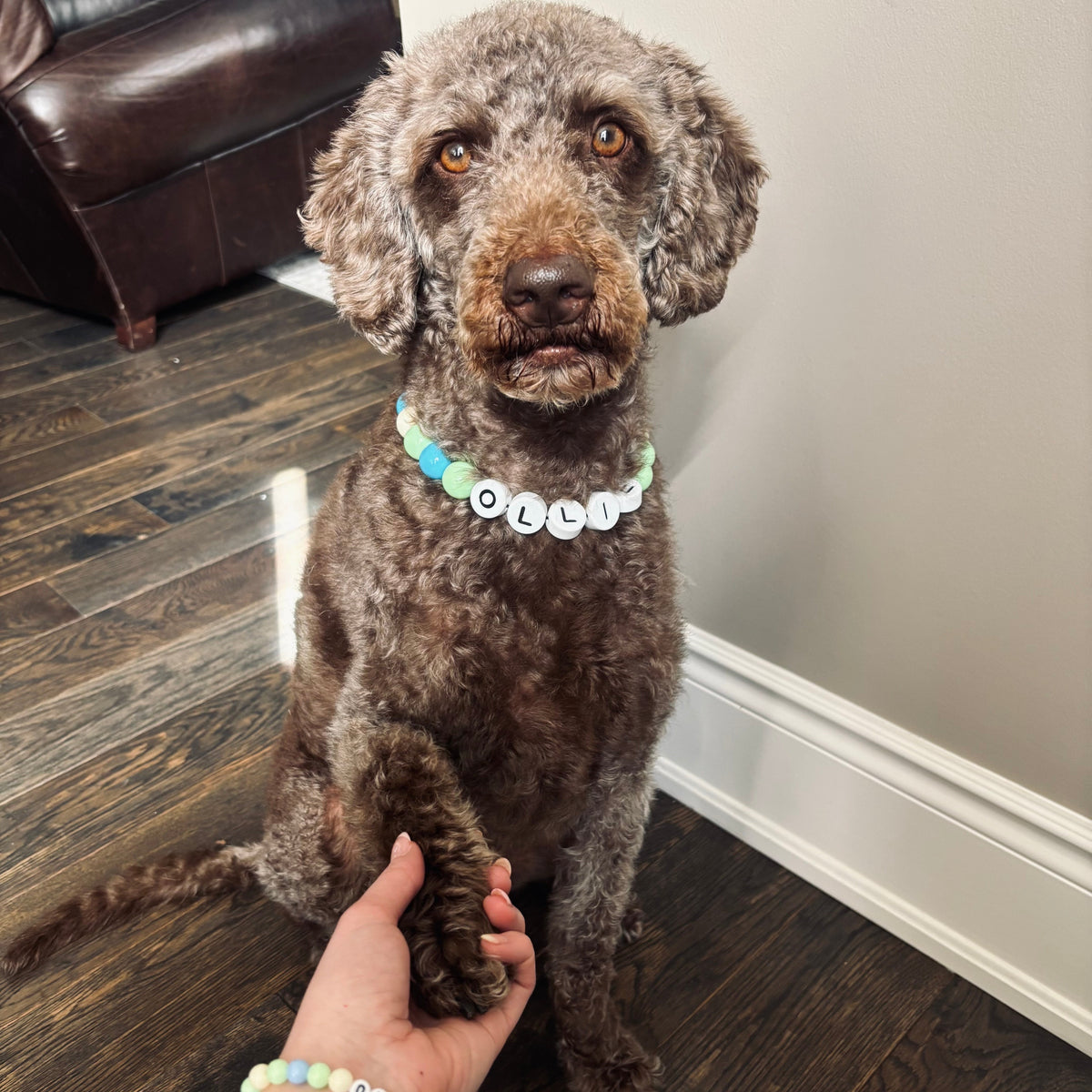 Dog wearing Furiend BFF personalized name collar with matching bracelet