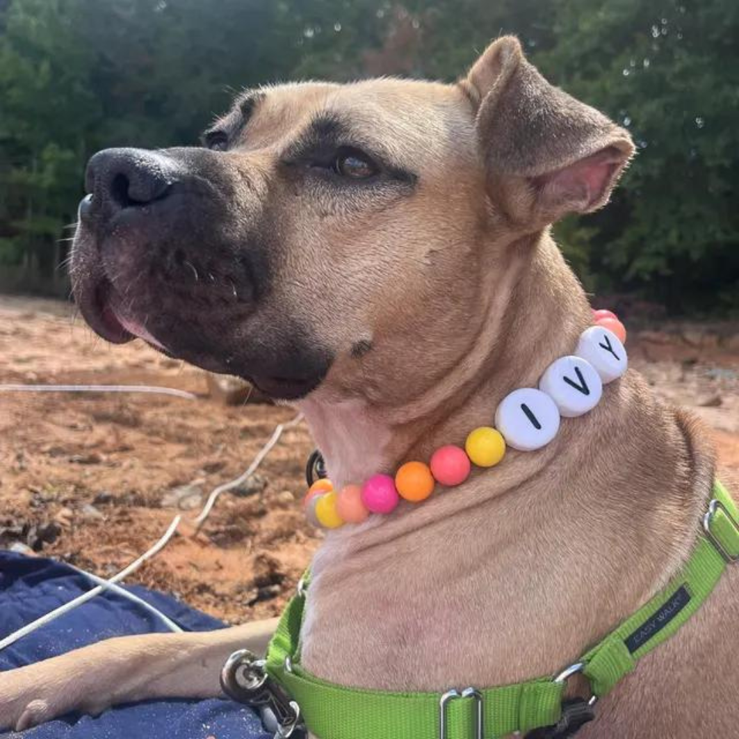 Furiend™ BFF Dog Collar + Free Matching Bracelet